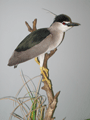 2010-nicticorax